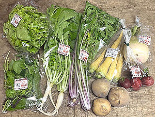 46928 よしむら農園 よしむら農園の野菜セット M 1セット