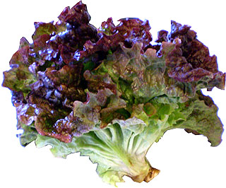 62109 ウマイ コダワリファーム サニーレタス 1株