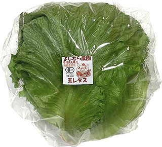 36164 よしむら農園 有機栽培　玉レタス 1個